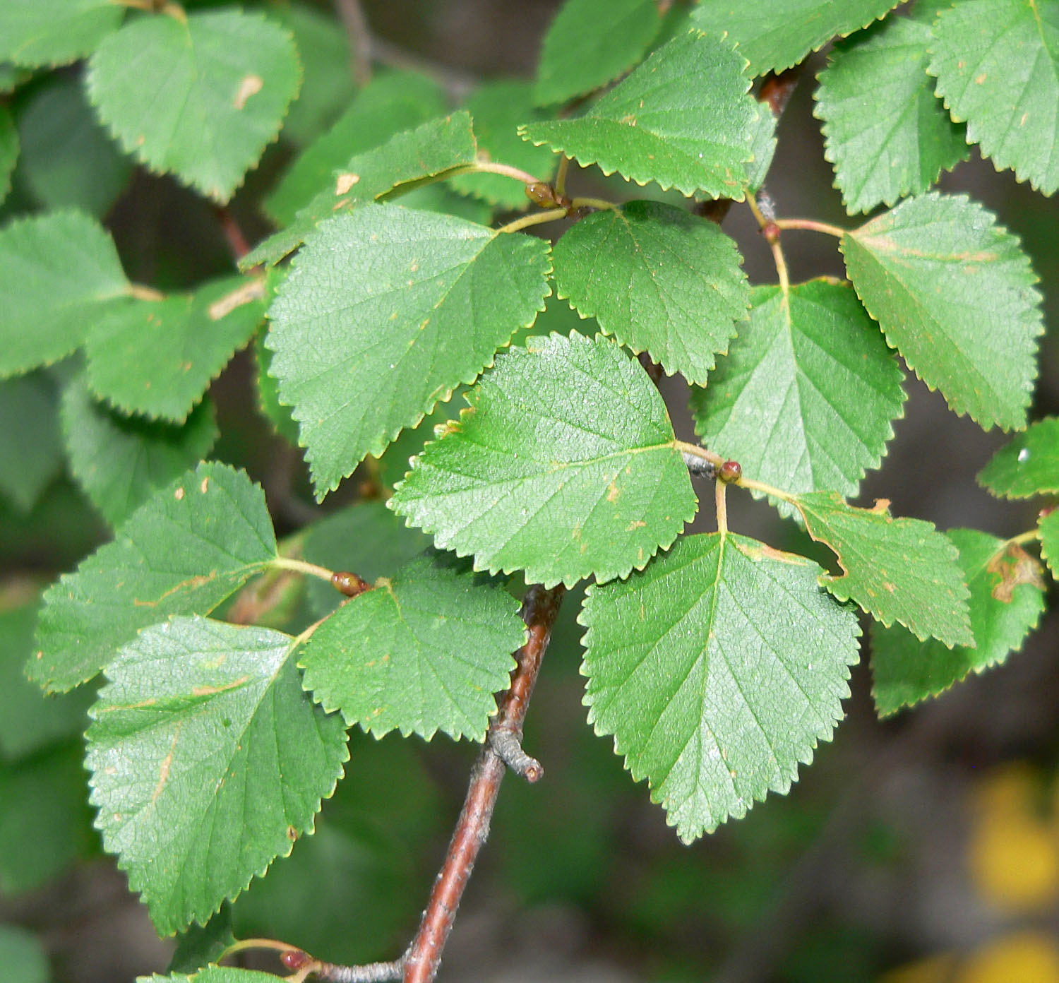 Leaves are ovate with dentate edges