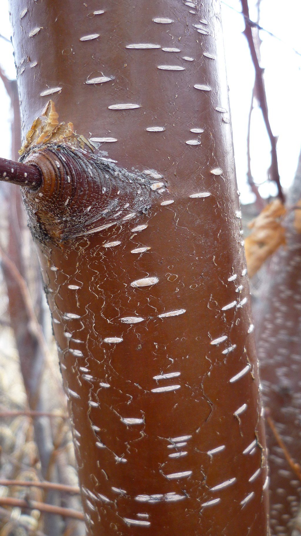 Close-up of trunk with reddish bark and a lenticular pattern of short white horizontal lines.