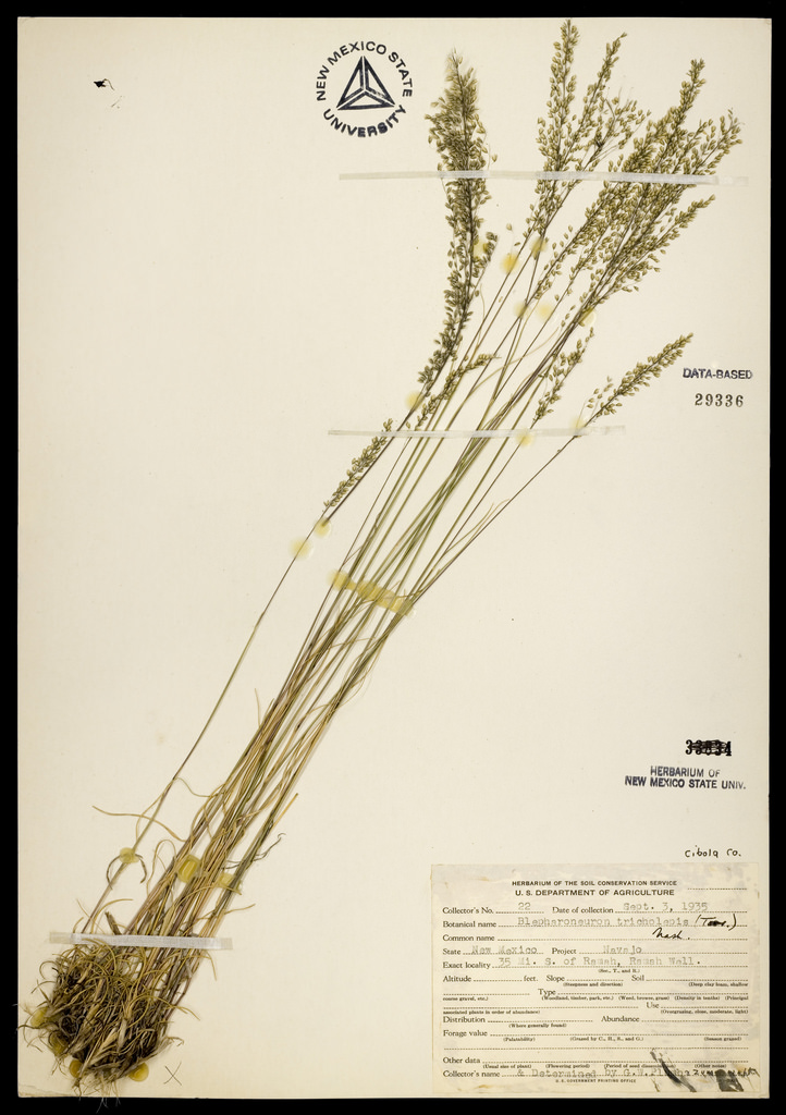 Herbarium specimen showing slightly different panicle shape, which is less spreading but still feathery