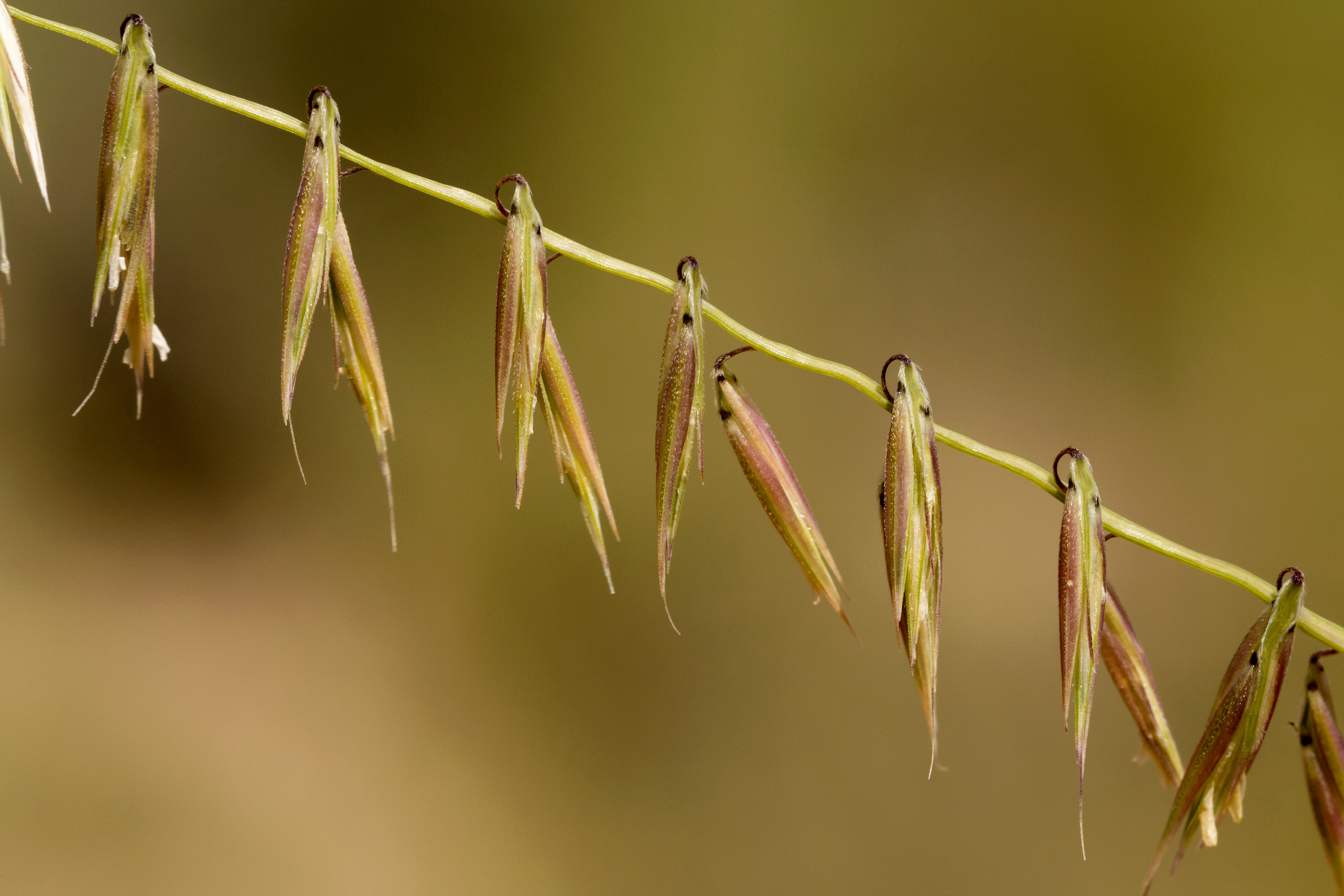 NMSU: Selected Plants of Navajo Rangelands