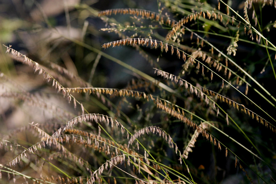 Pattern of spikes along stalks