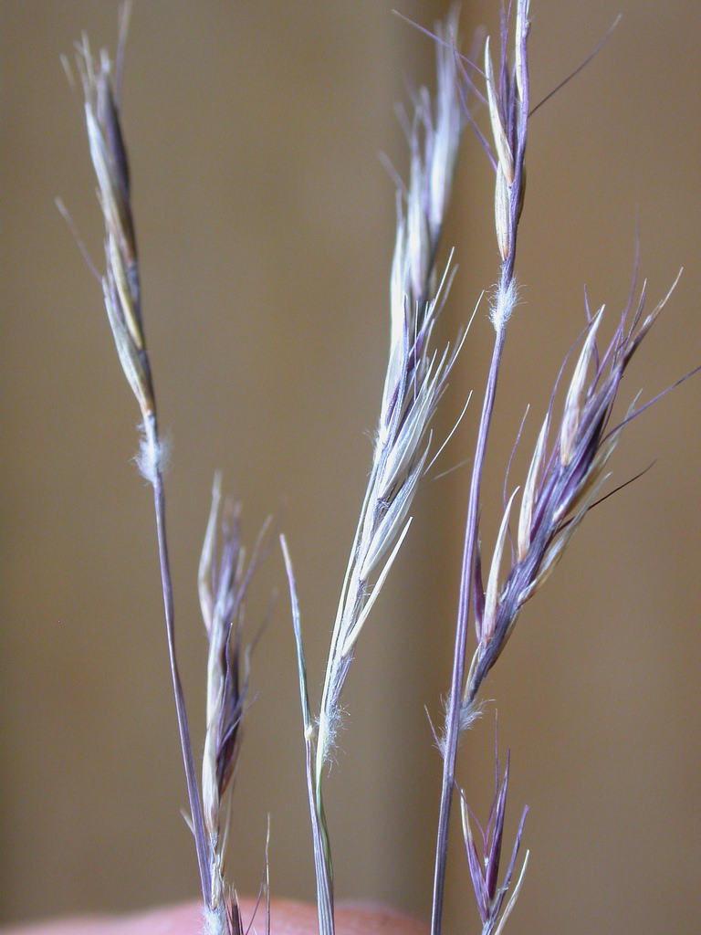 Purple and green seedneads