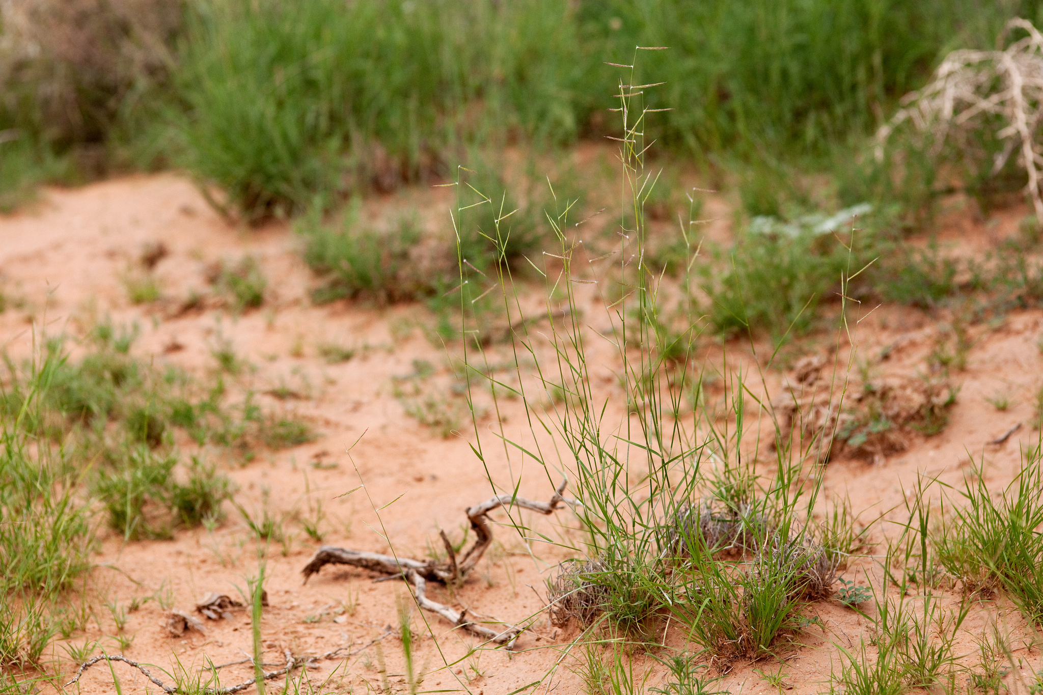 Growth habit