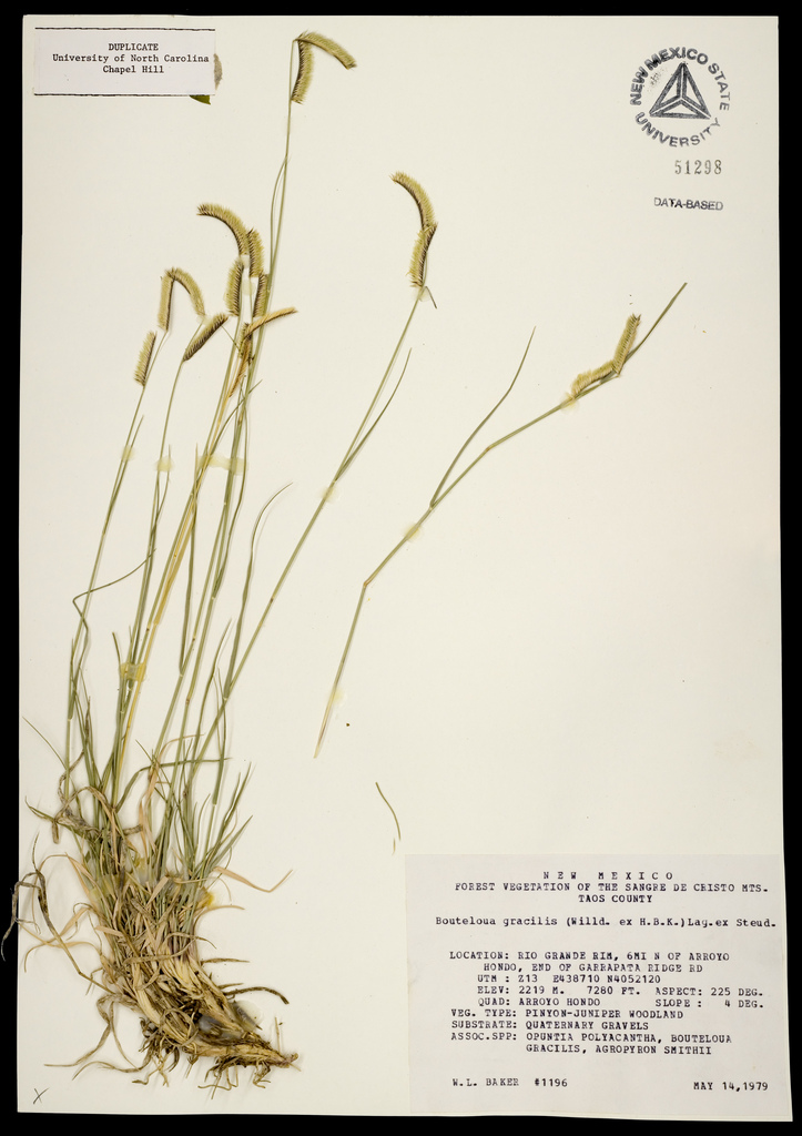 Herbarium specimen showing stems and densely seeded spikes