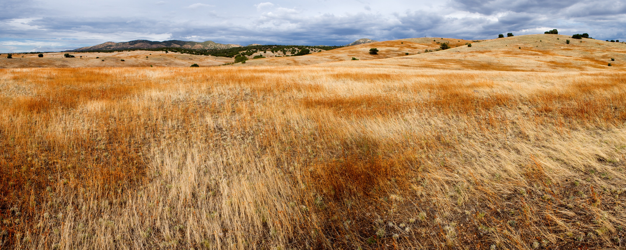 Grassland habitat