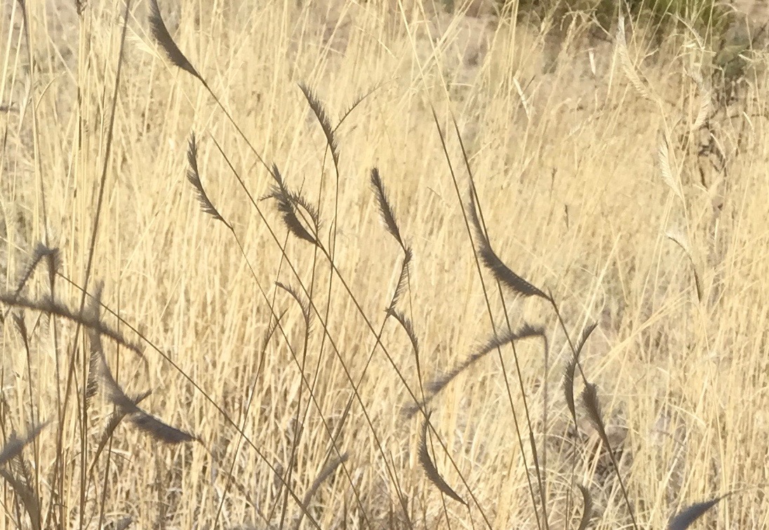Characteristic curved shape of seedheads, easily recognizable in a field of grasses