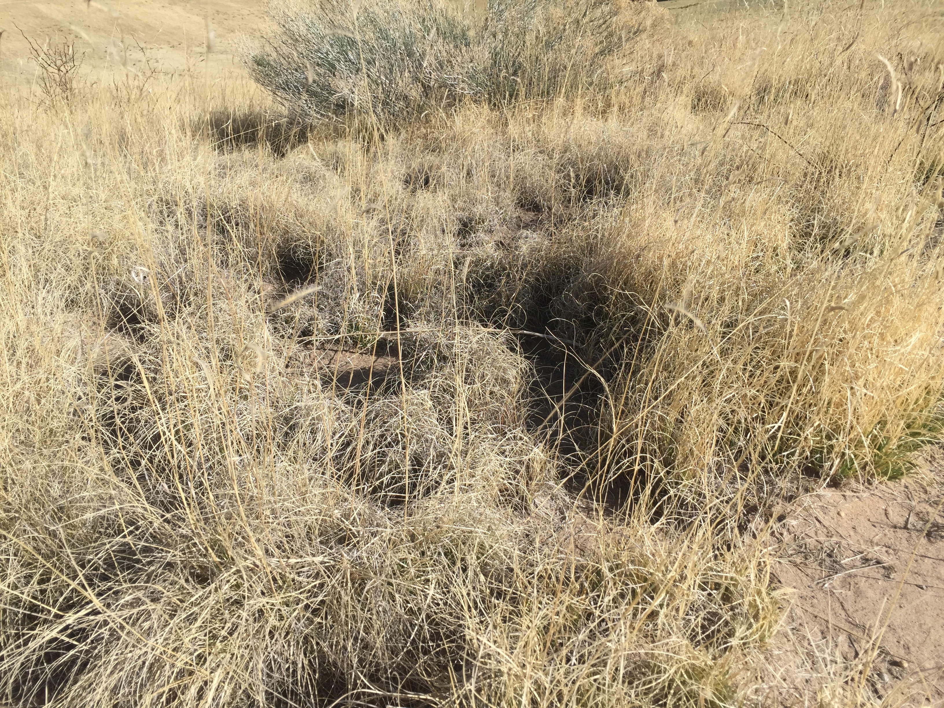 Grassland habitat