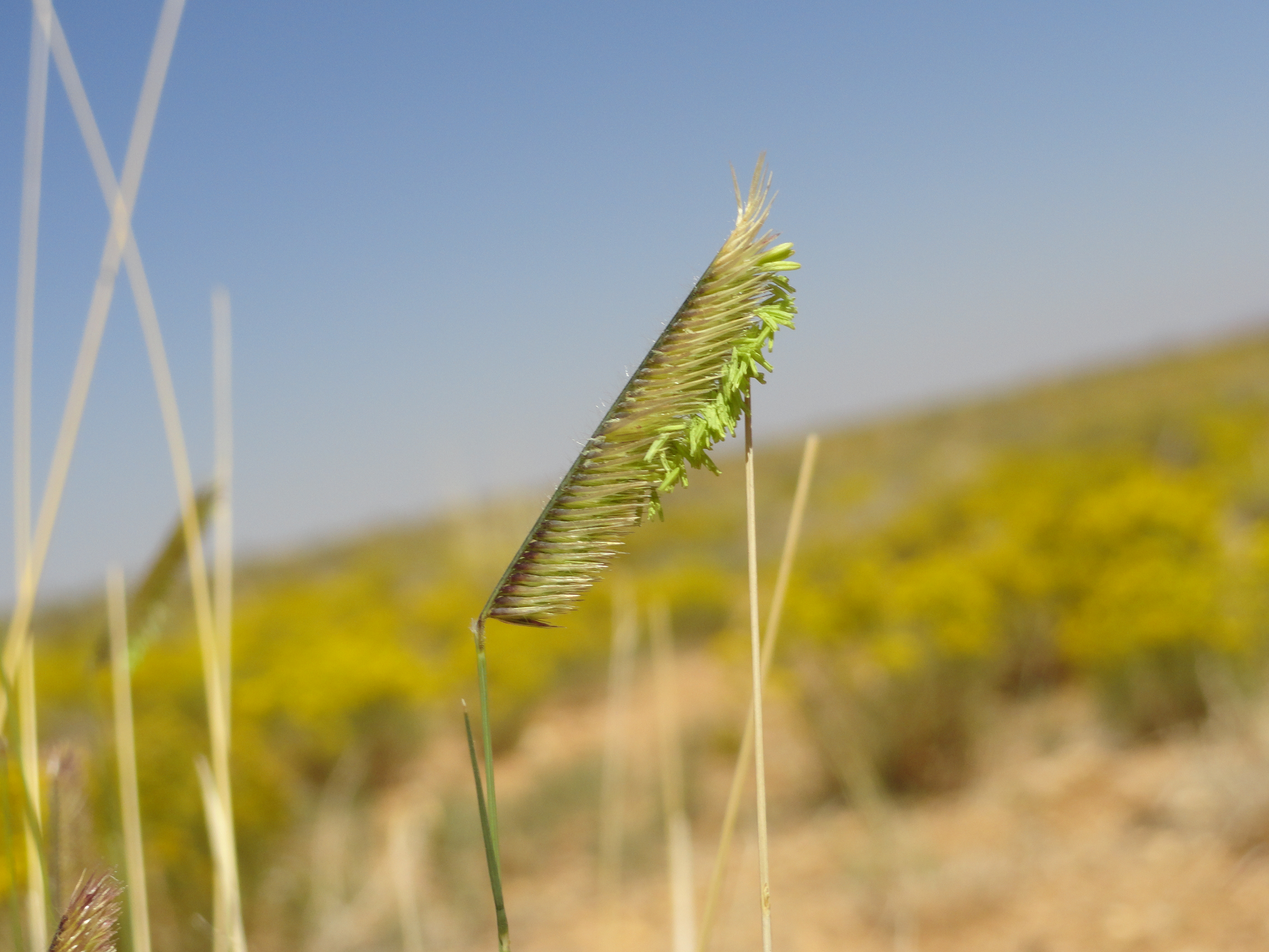 Close-up of an inflorescence during flowering