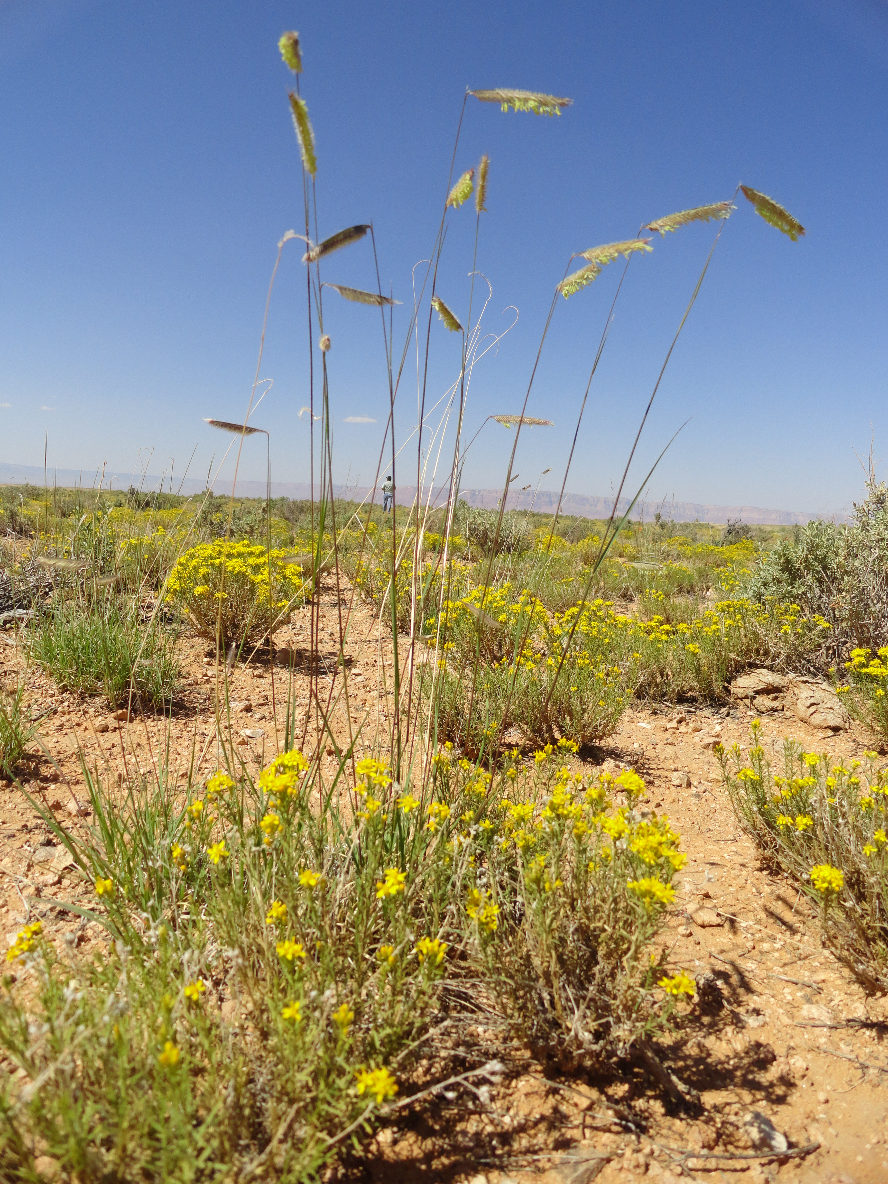 Stalks in bloom