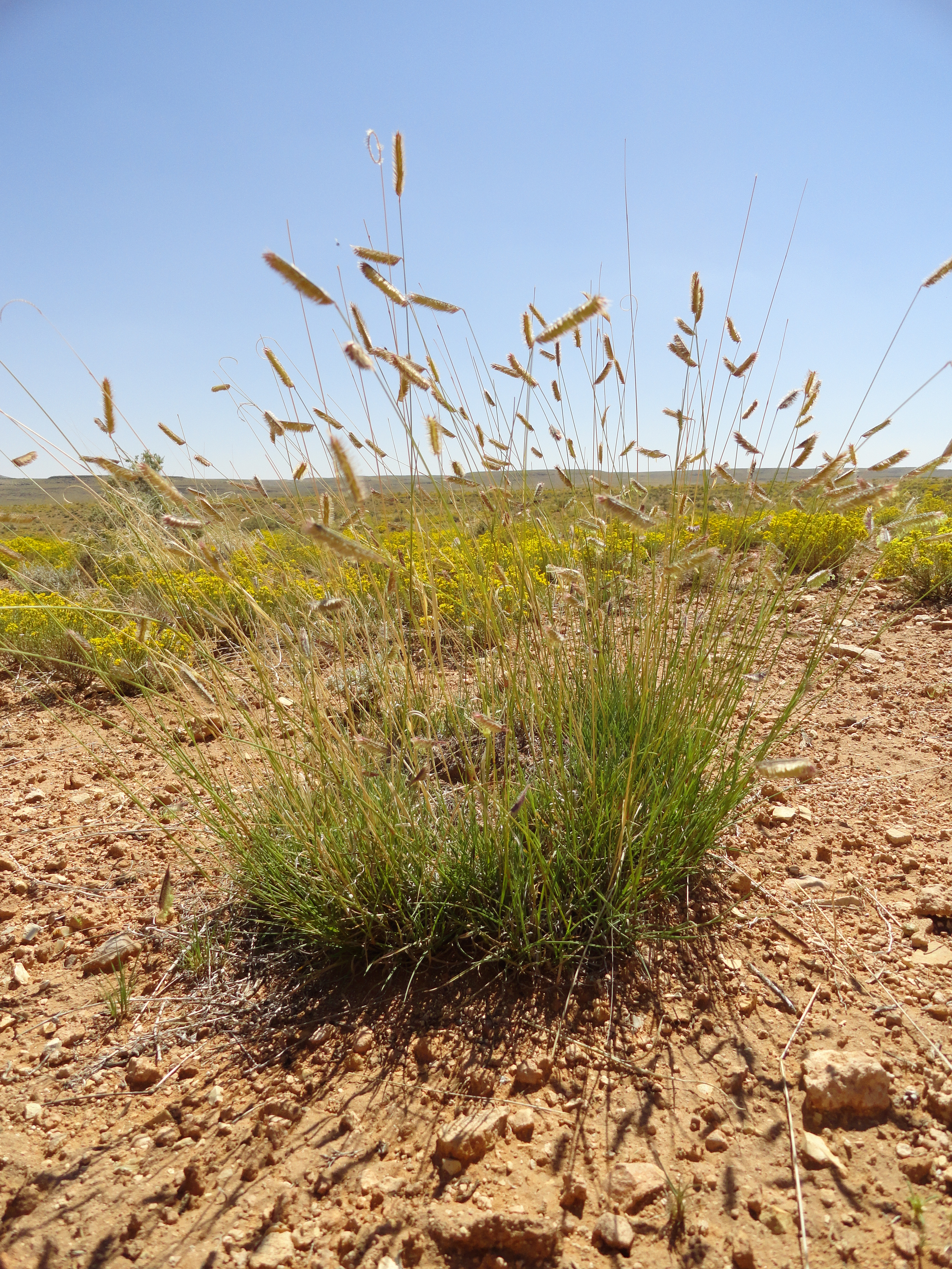 Bunching growth habit and example habitat