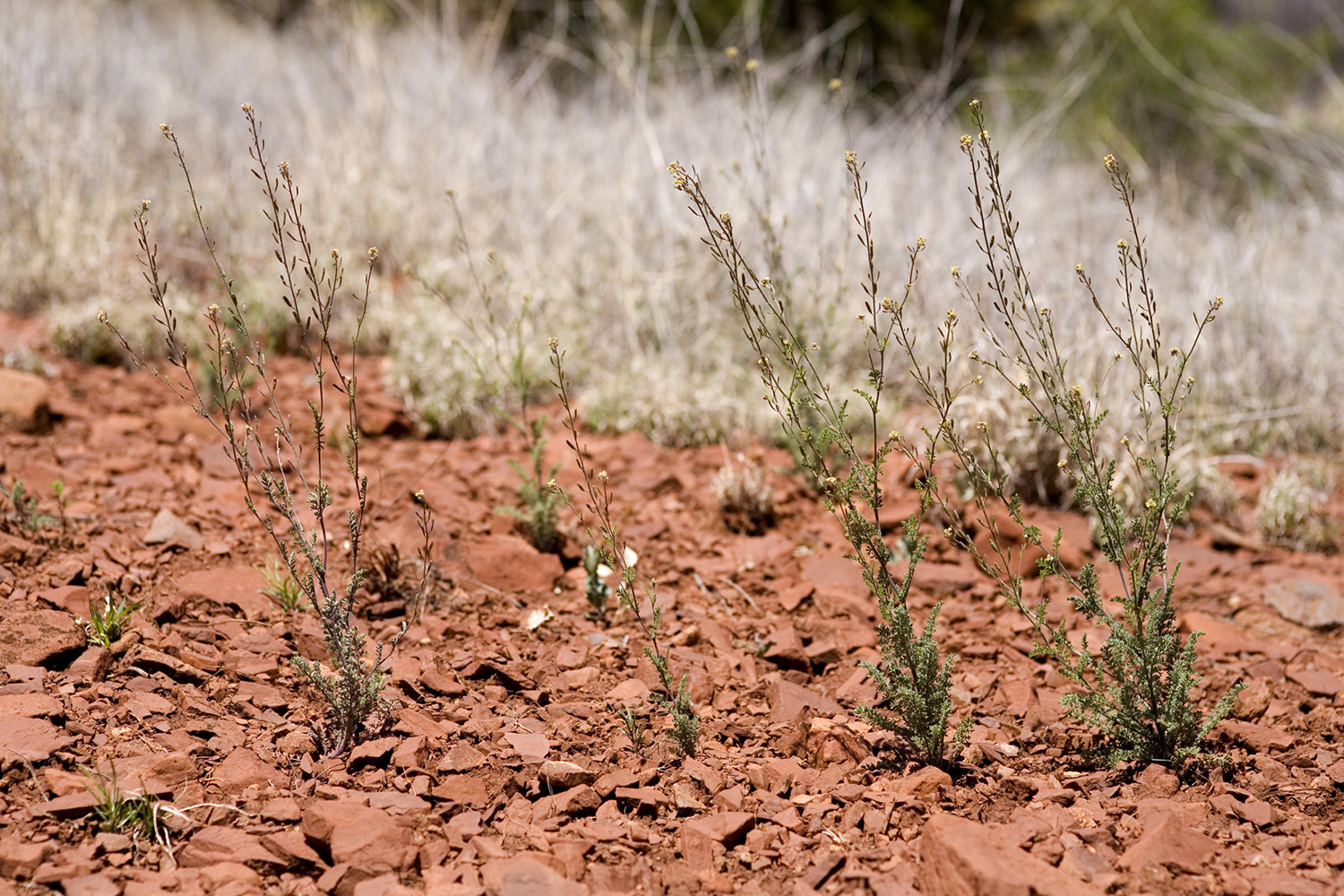 Growth habit of Descurainia pinnata showing its relatively compact footprint and reaching stem