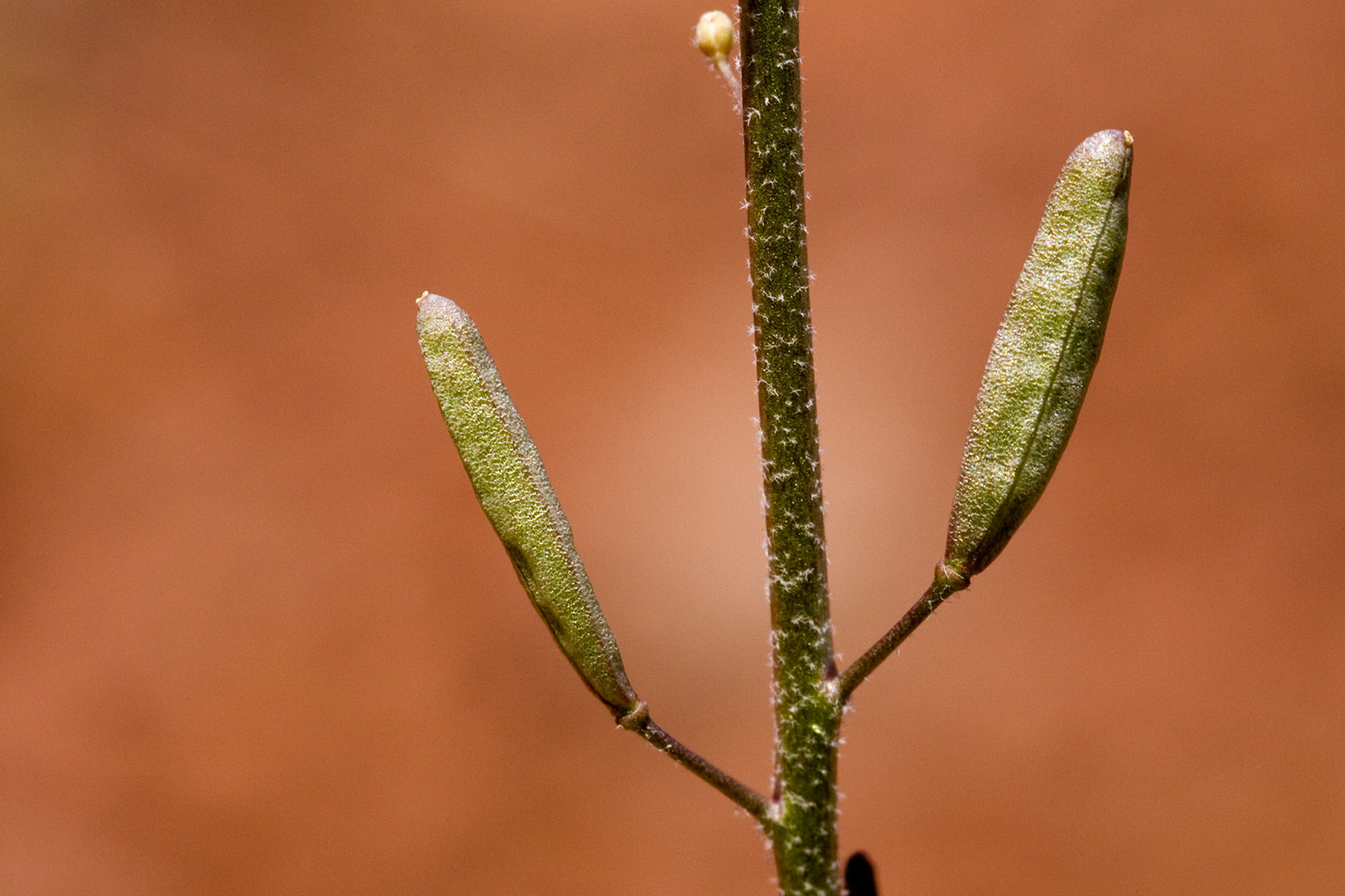 Seedpods of Descurainia pinnata. Mustard seedpods often have a characteristic appearance like a tiny  bean