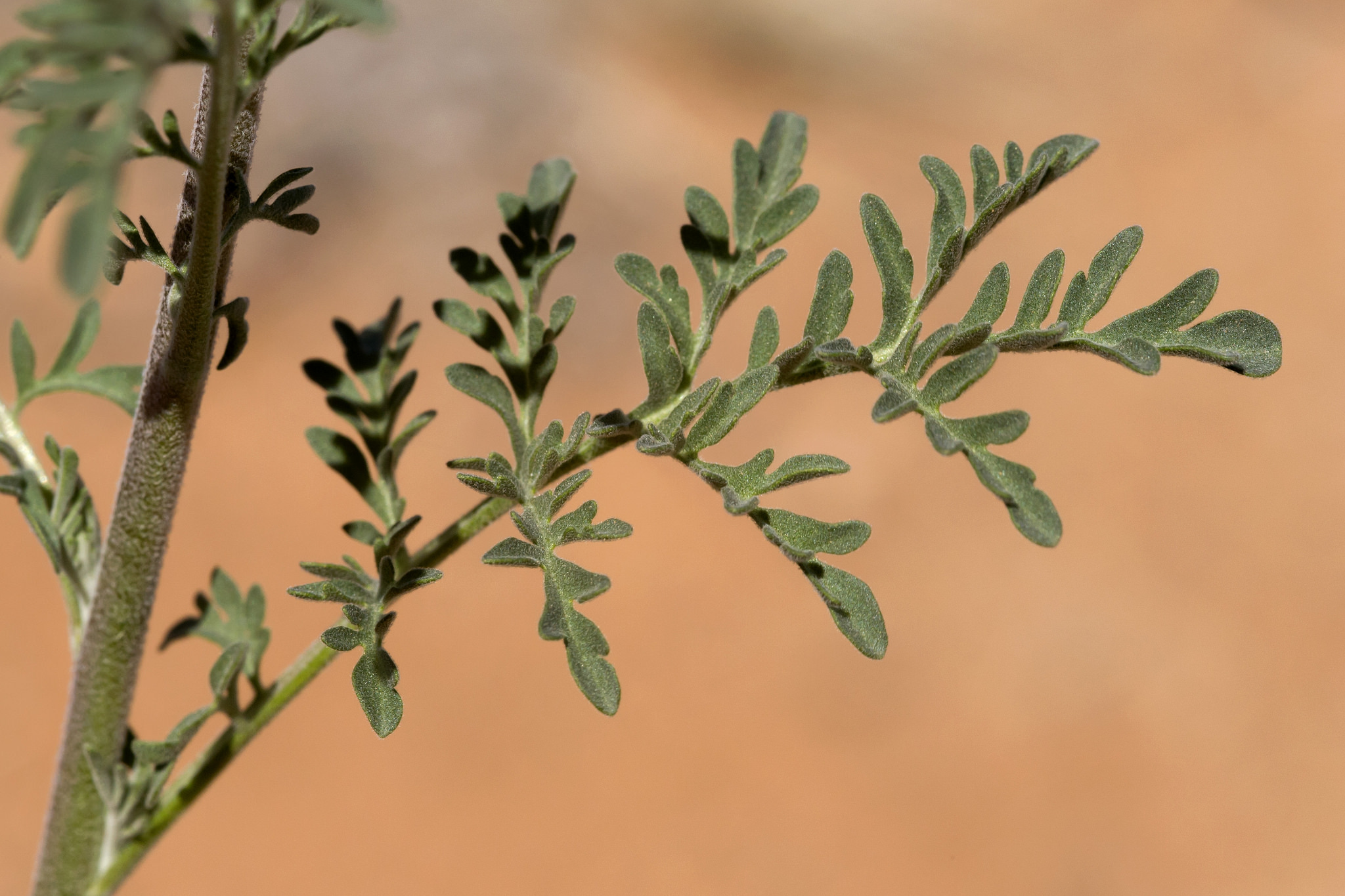 Leaves of Descurainia pinnata, which are pinnate