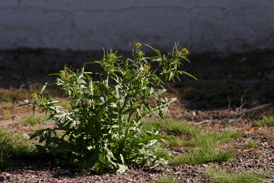 The slightly bushier growth habit of Sisymbrium irio