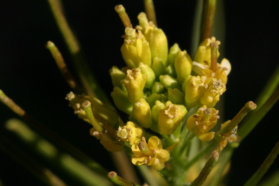 Small yellow flowers of Sisymbrium irio