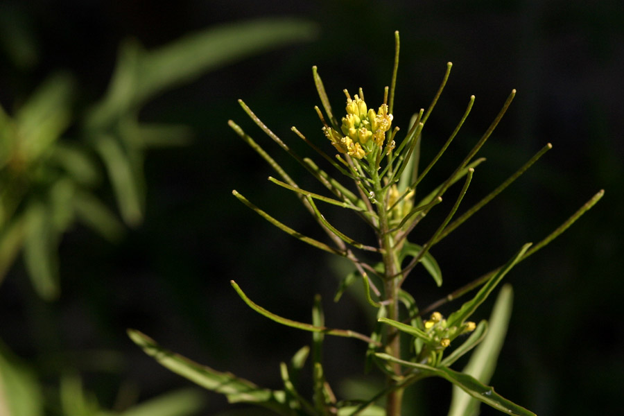 The seedpods of Sisymbrium irio are very long and narrow, almost like a spike!