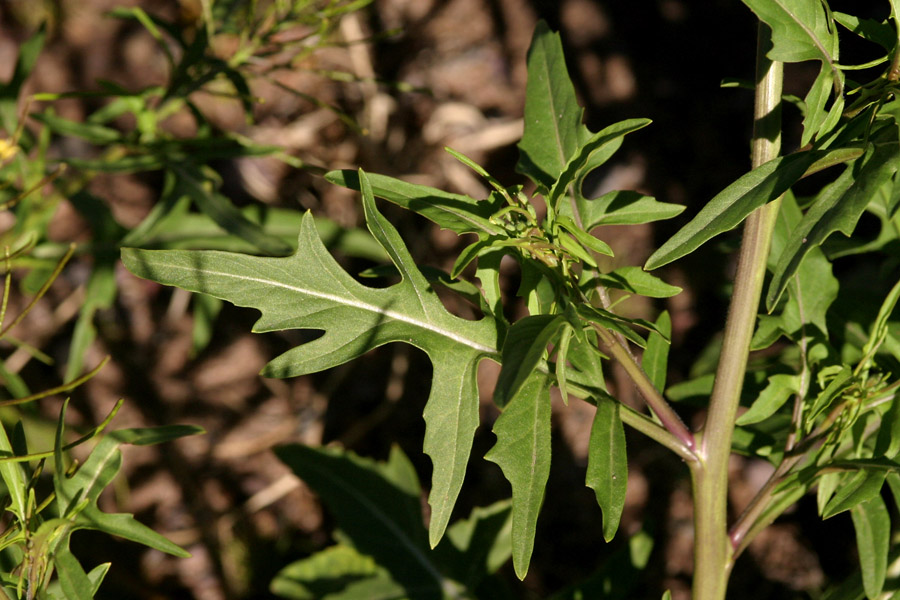 Leaves of Sisymbrium irio are deeply lobed