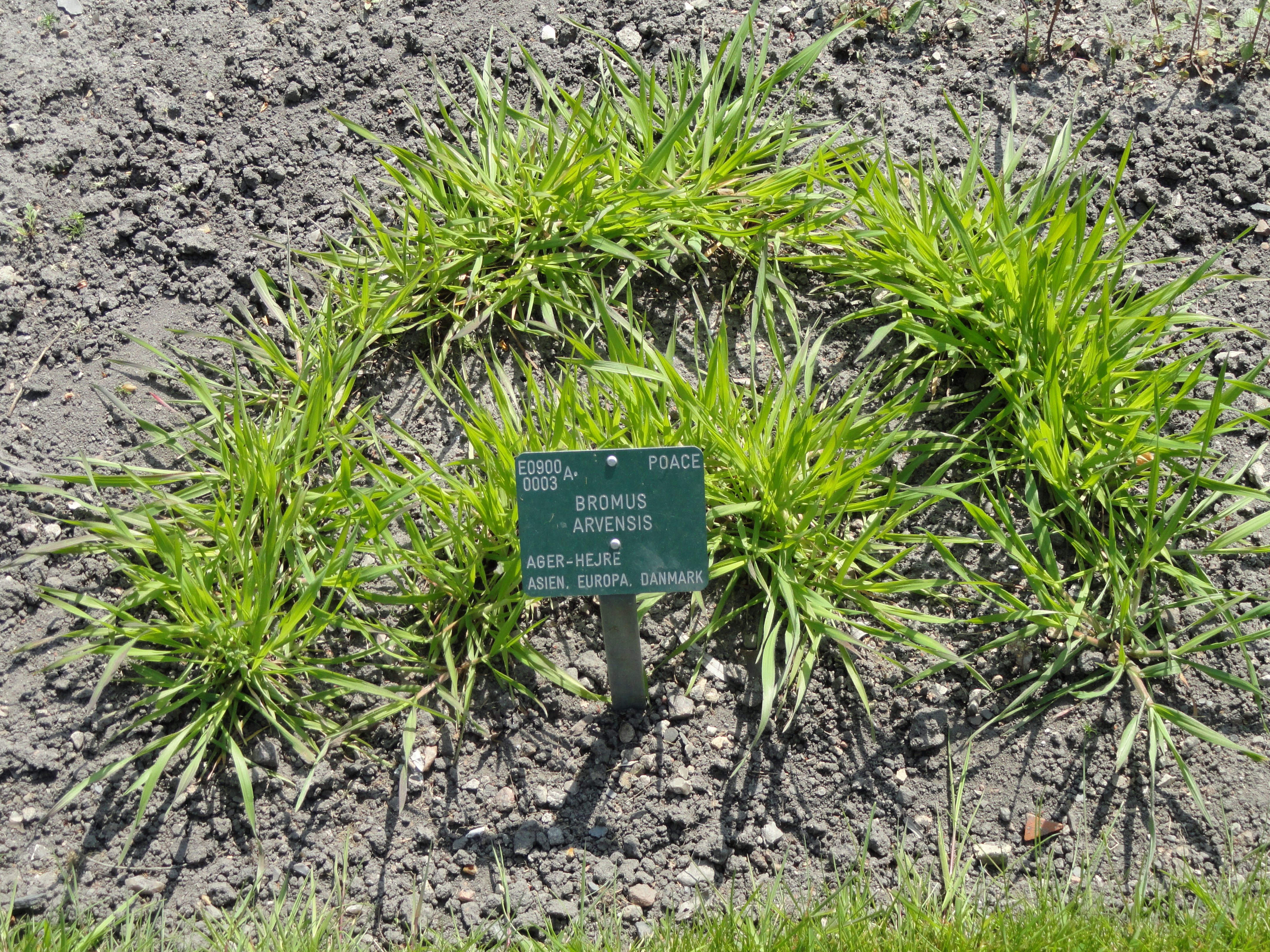 Growth habit in early stages before seedheads have formed