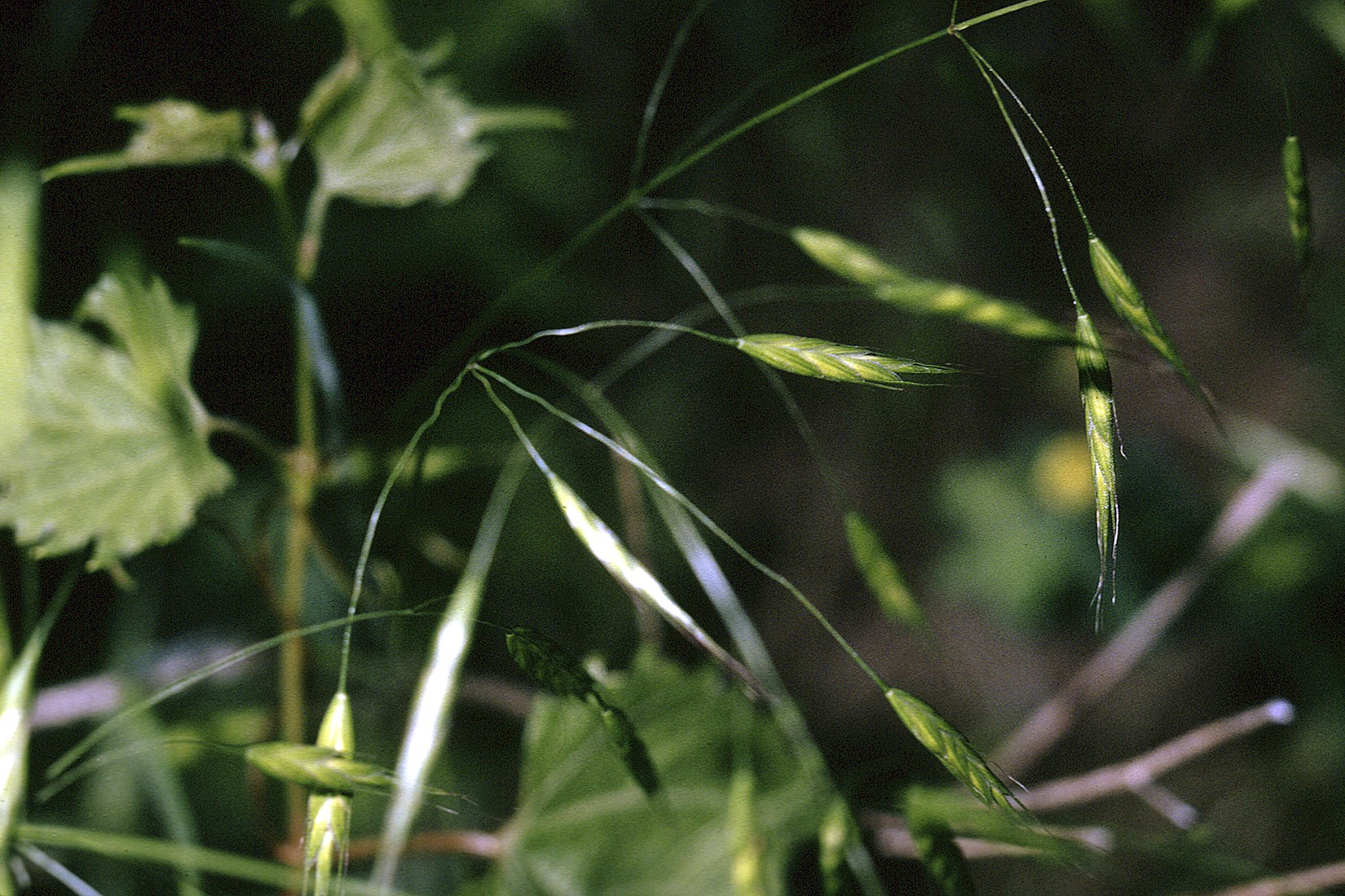 Wispy stems bent by weight of spikelets with seeds