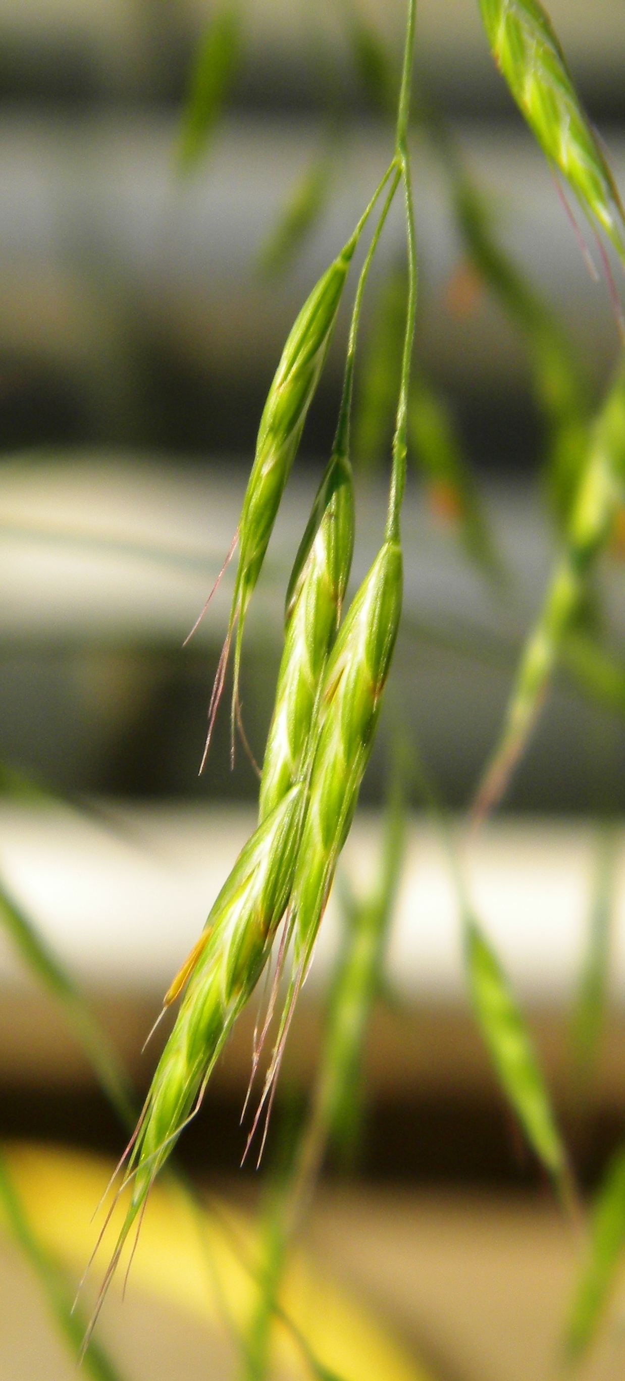 Spikelets with light green seeds and awns