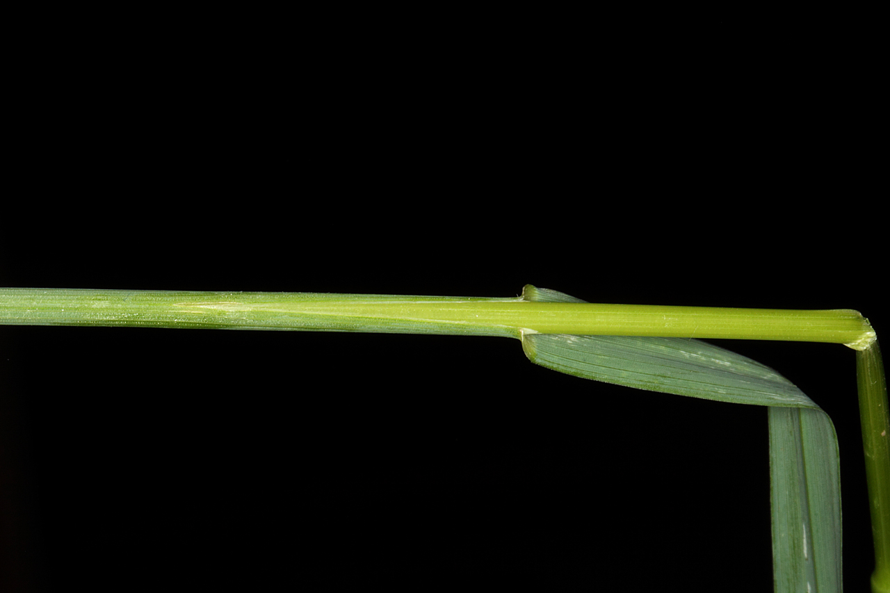 Leaf blade and sheath