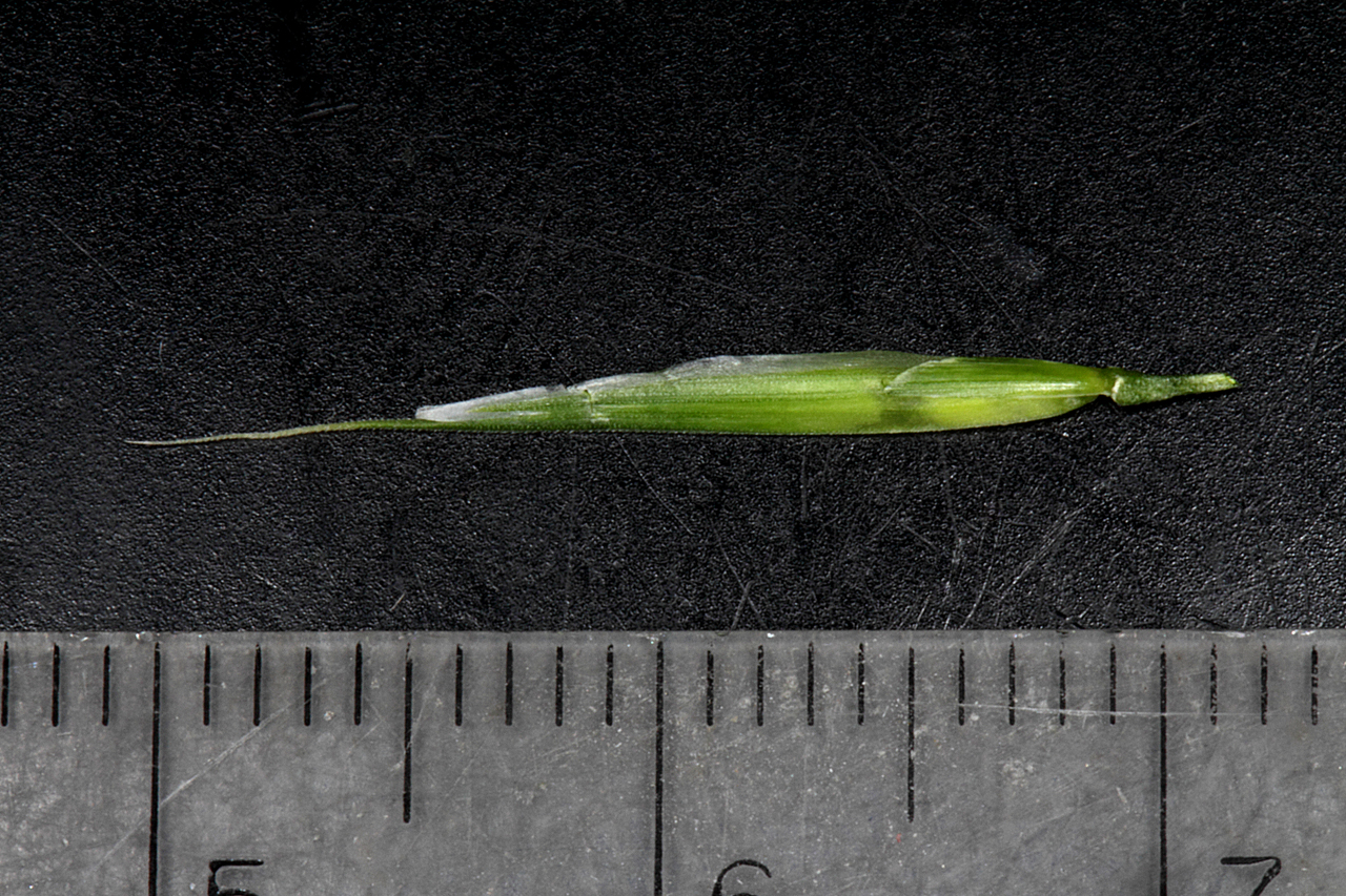 Individual flower and awn shown against a ruler for scale, measuring approximately two inches in length