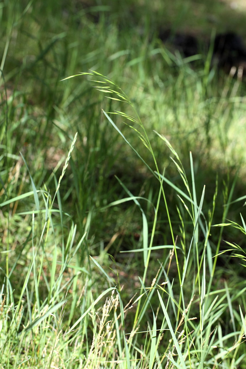 Wispy seed panicle