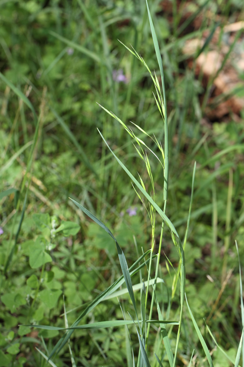 Stem, leaf blades, and seedhead