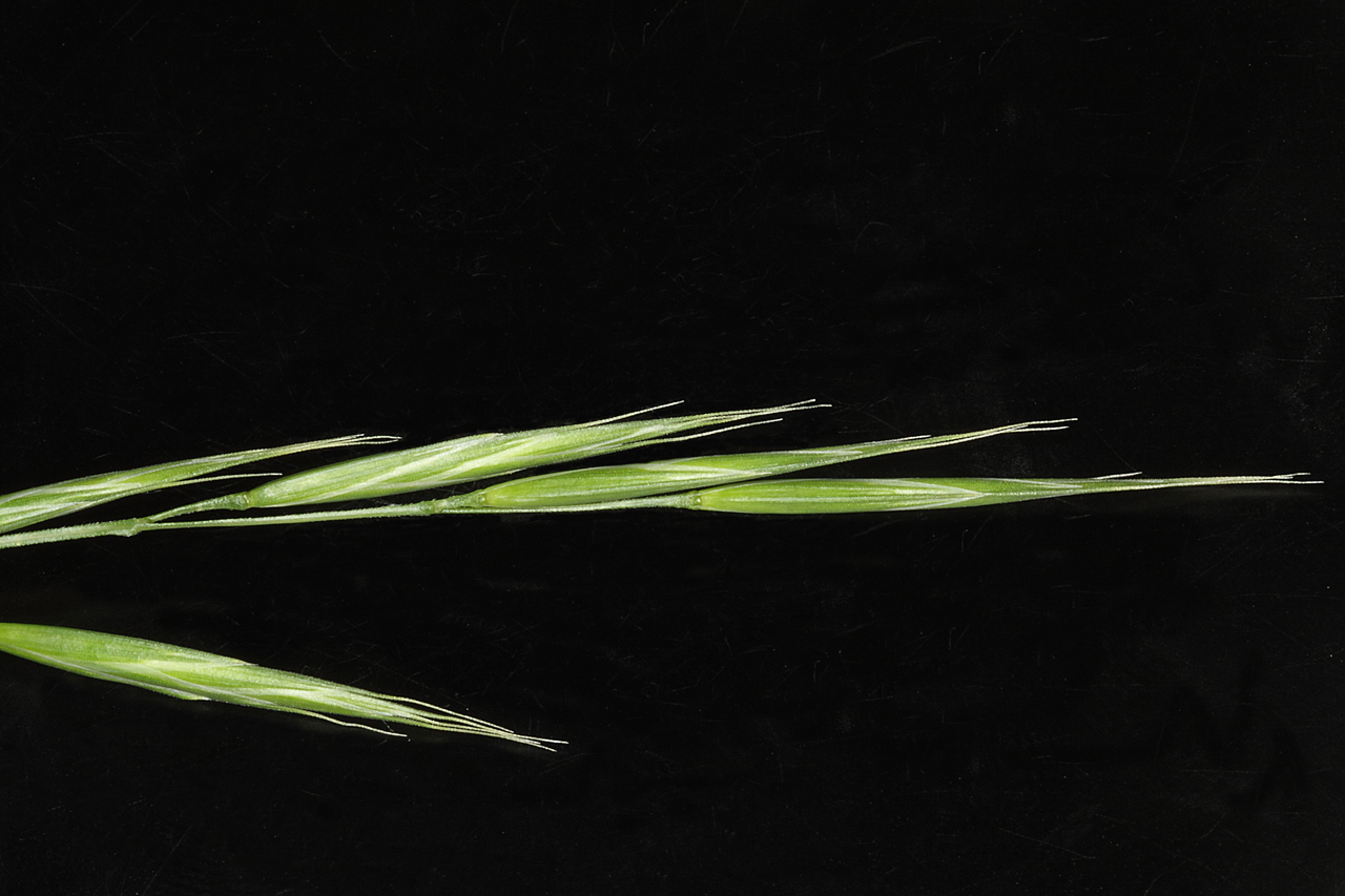 Seeds arranged along the spikelet