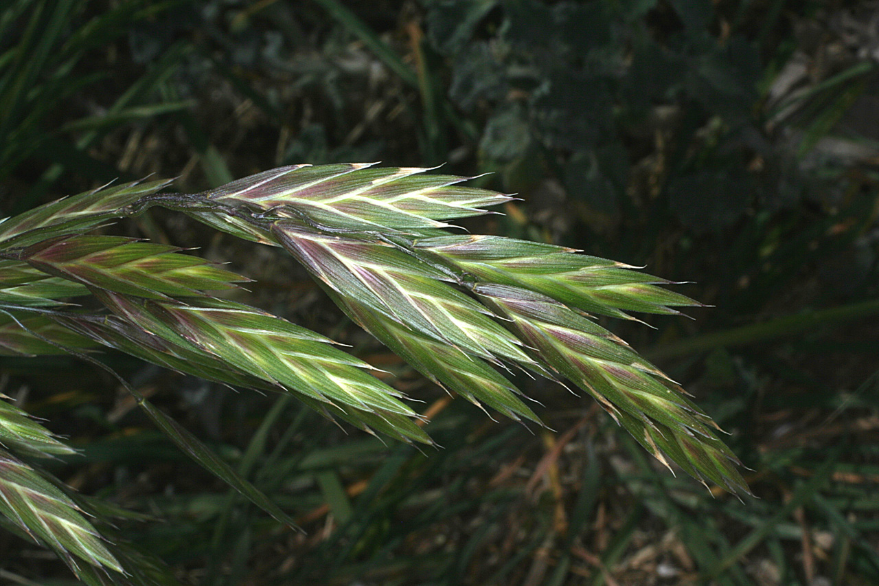 Bowing seedheads tinged with purple