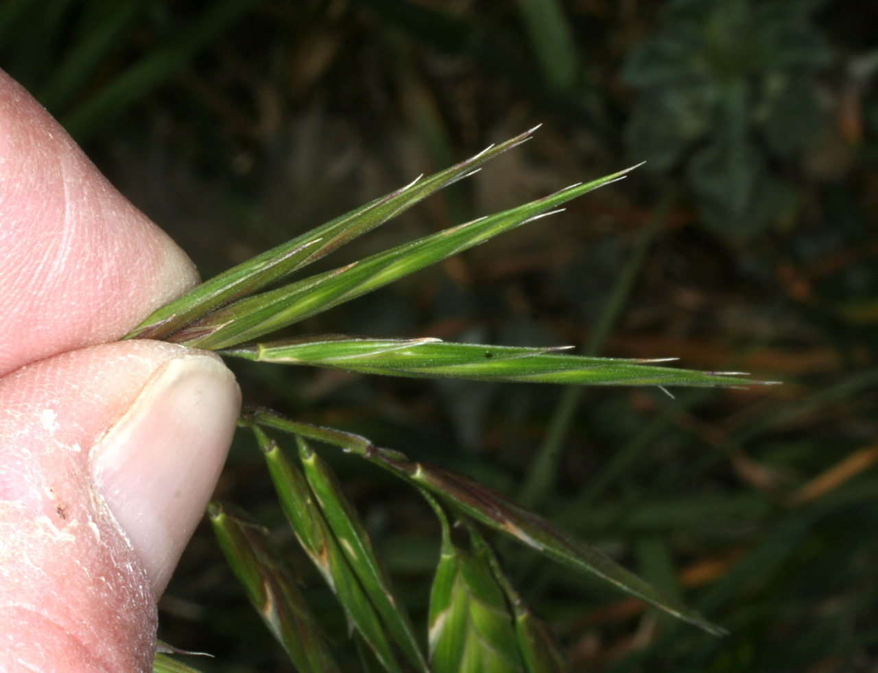 Spikelets are very flat when viewed from the side, a contrast to the frontal view, which is quite wide