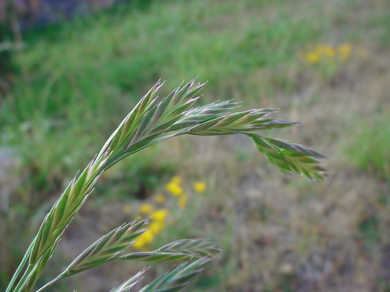 Bowing seedheads