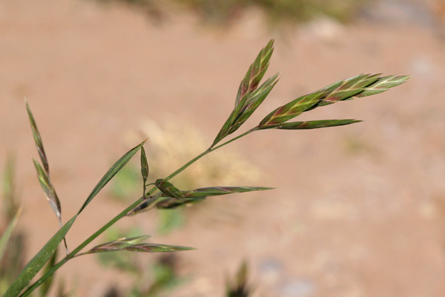 Spikelets tinged with red