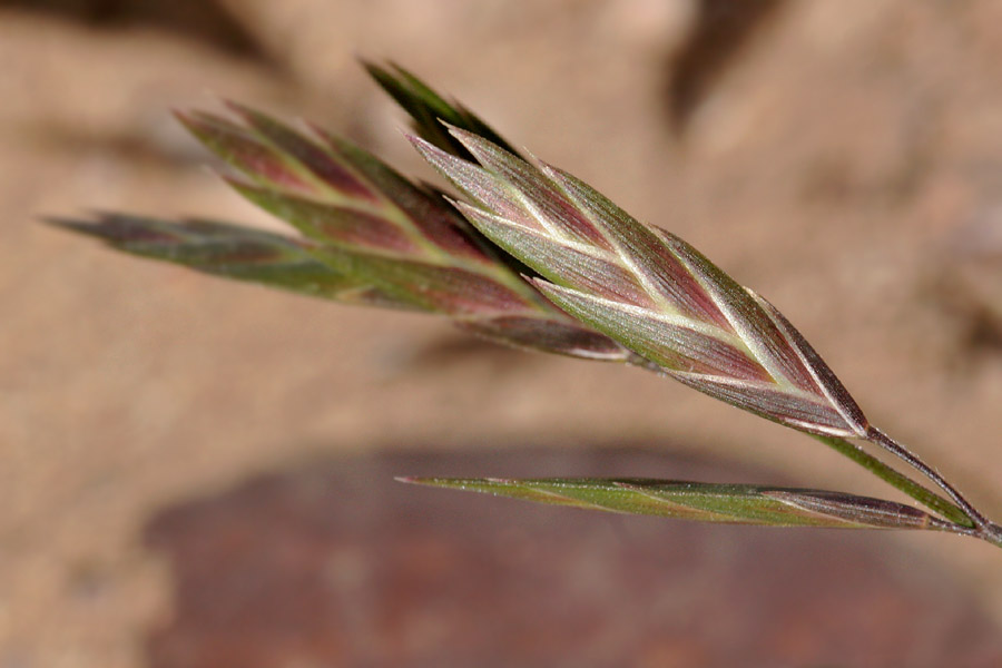 Reddish-green spikelet