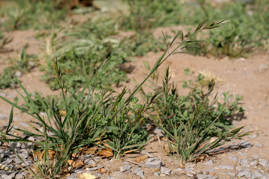 Bunch growth habit