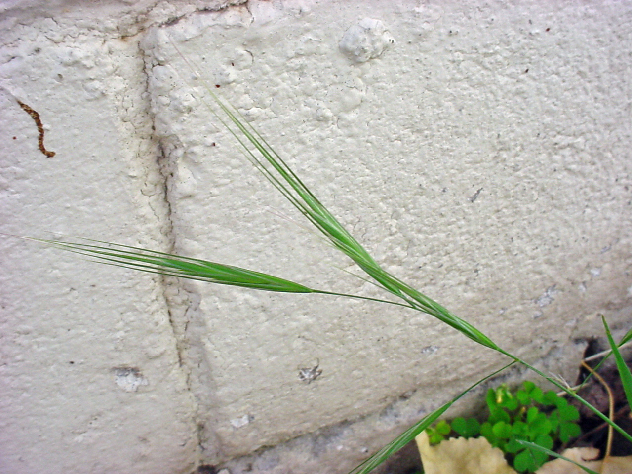 Green seedhead with prominent awns