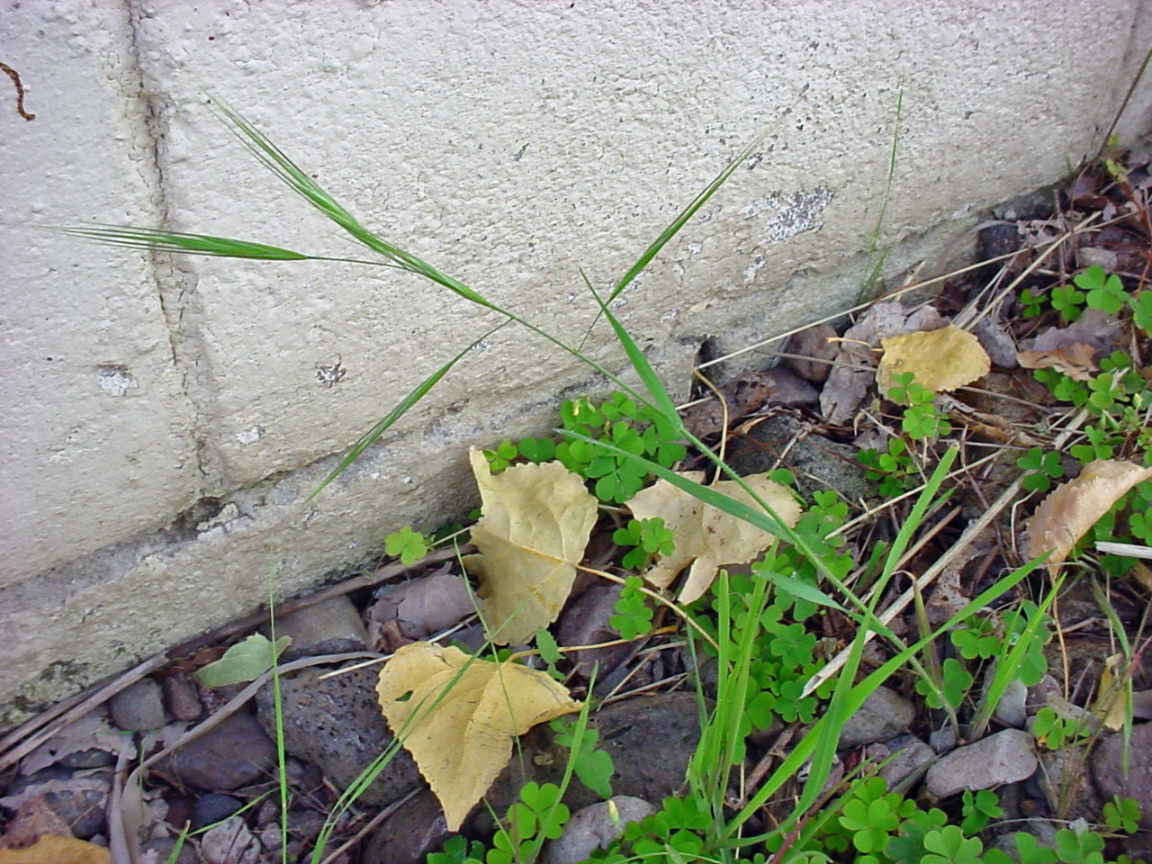 Growth habit: slender stem with seedhead and awns