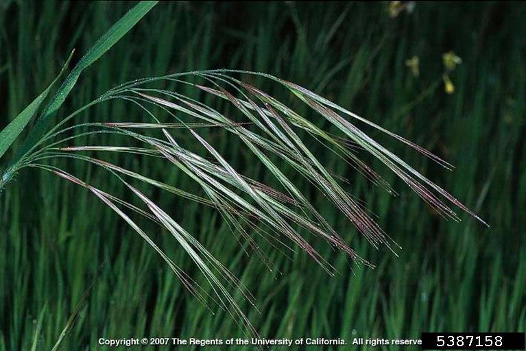 Drooping panicle with reddish-green seeds and awns