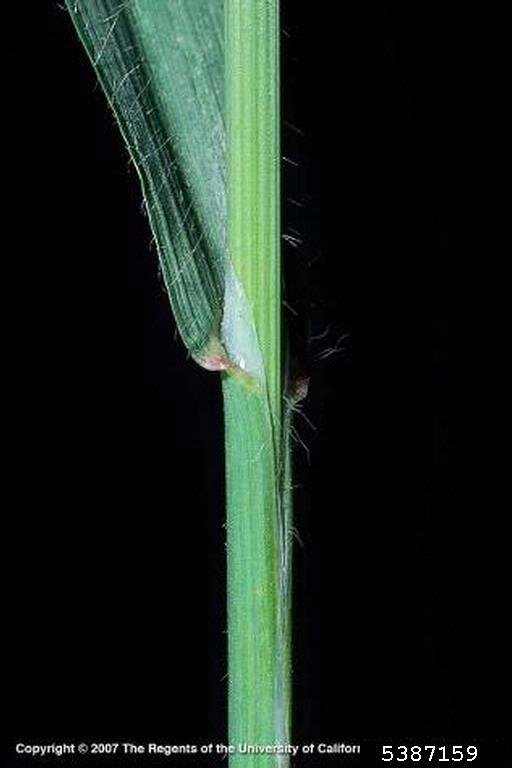 Slightly hairy leaf blade and sheath