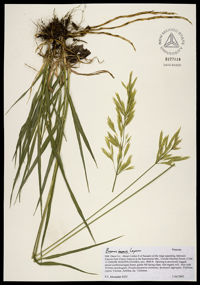 Herbarium specimen showing roots, leaf blades, and seedheads