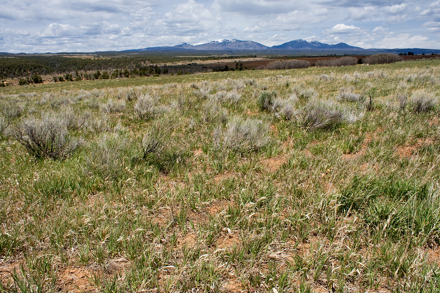 Smooth brome grassland habitat