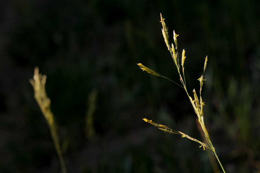 Delicate structure of open panicle