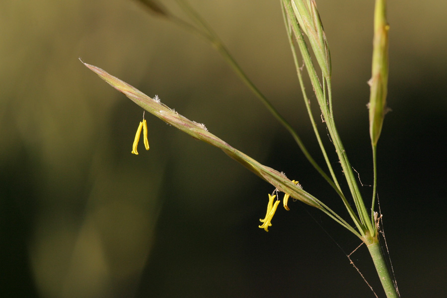 Close-up of flowers in panicle