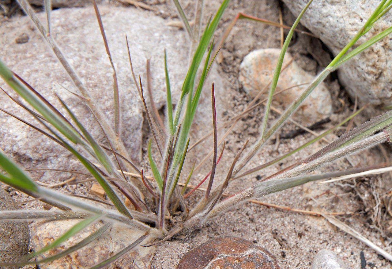 Stems with characteristic white fuzz along them