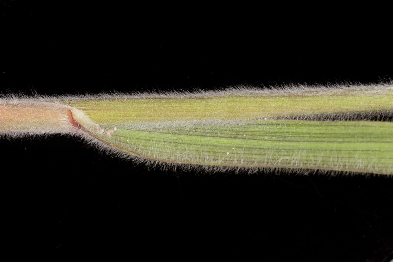 Leaf blade and sheath with tiny white hairs