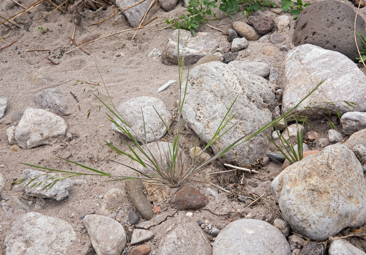 Growth habit showing stems with characteristic white fuzz along them