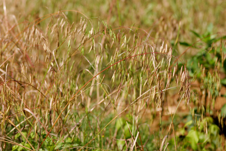 Reddish stems bent with weight of multiple spikelets