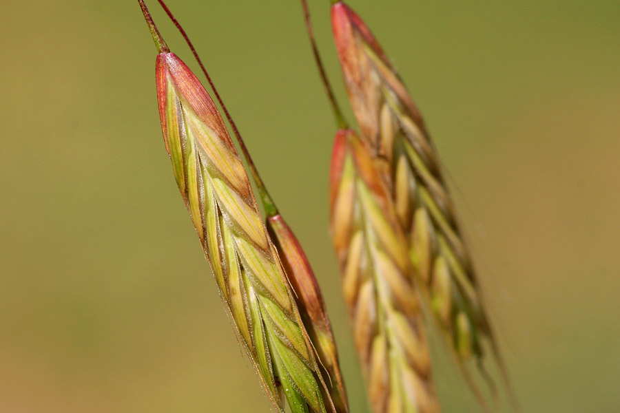 Reddish-green spikelet showing arrangement of seeds and awns