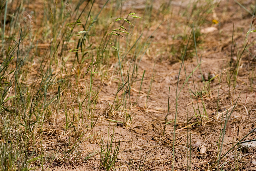 Bromes in situ with other bromes in grassland habitat