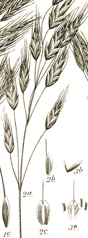Botanical illustration of inflorescence and seedheads. Drawn by Johann Georg Sturm.